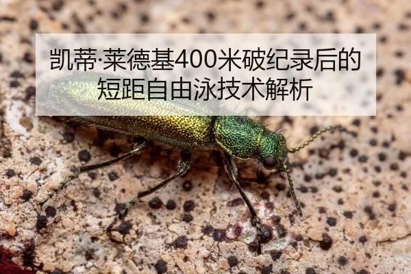 凯蒂·莱德基400米破纪录后的短距自由泳技术解析